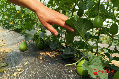 靈臺 綠色發展鋪就致富路，好山好水成就好日子
