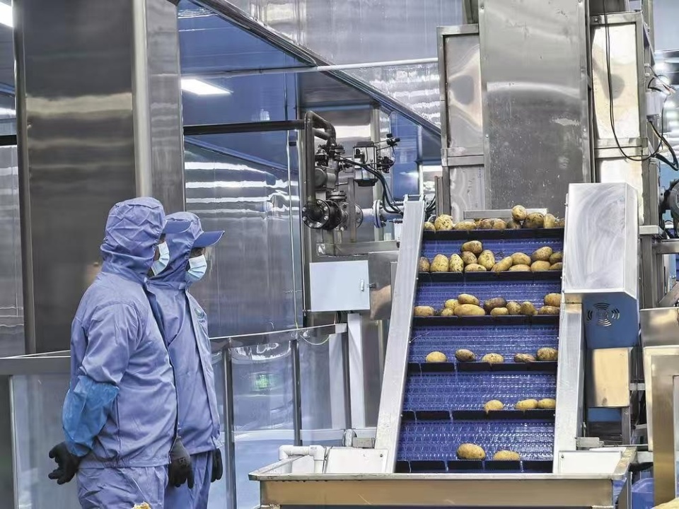 樂都東西部協(xié)作結(jié)碩果 現(xiàn)代化薯?xiàng)l工廠投產(chǎn)，助力農(nóng)副產(chǎn)品銷售升級